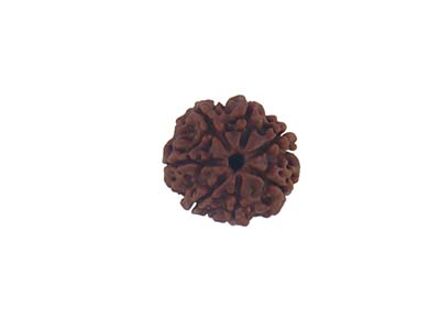 7 MUKHI RUDRAKSHA   WITHOUT CAP-PAUDJWKPJS1915176